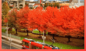 joyful window gazing