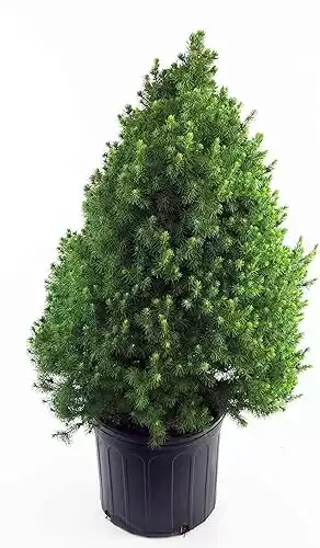 Picea glauca 'Conica' (Dwarf Alberta Spruce) Evergreen, #3 - Size Container