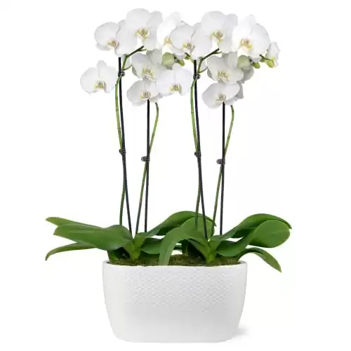 Just Add Ice JA5020 White Orchid Planter in Ceramic Pottery, Long-Lasting Fresh Flower Arrangement, Live Indoor Plant, Easy to Grow Gift for Wife, Mom, Friend, Sympathy Flowers, 10" Diameter, 25&...