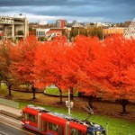autumn out my window